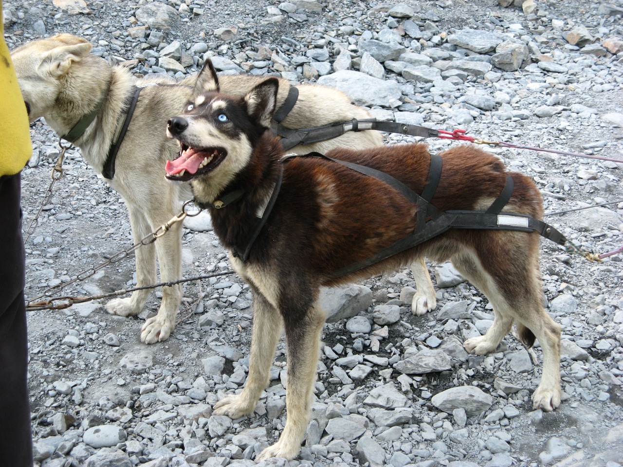 alaska puppies alaska sled photos alaska iditarod sled dogs living in alaska wasilla alaska puppies alaska sled photos alaska iditarod sled dogs living in alaska wasilla