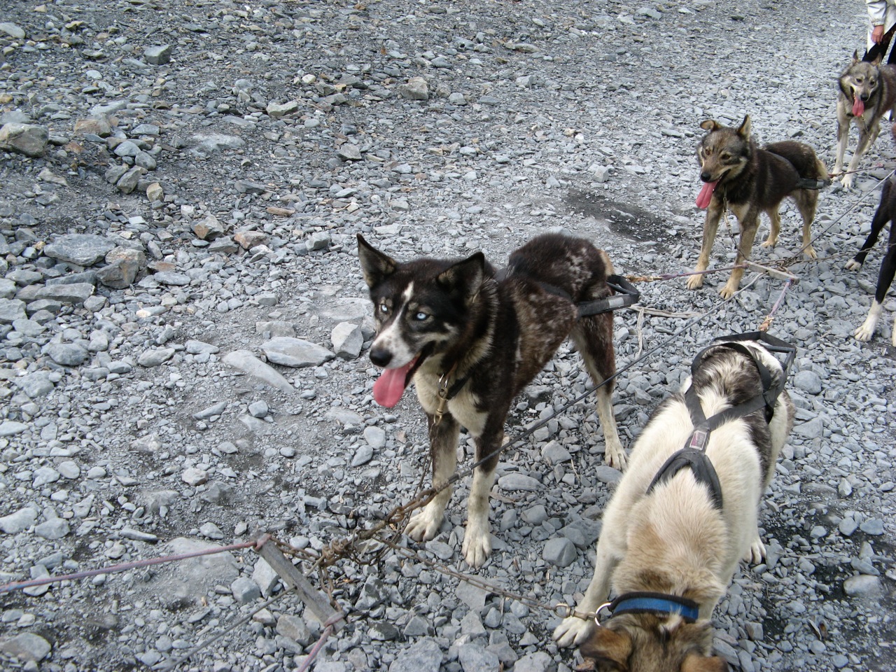 alaska puppies alaska sled photos alaska iditarod sled dogs living in alaska wasilla alaska puppies alaska sled photos alaska iditarod sled dogs living in alaska wasilla