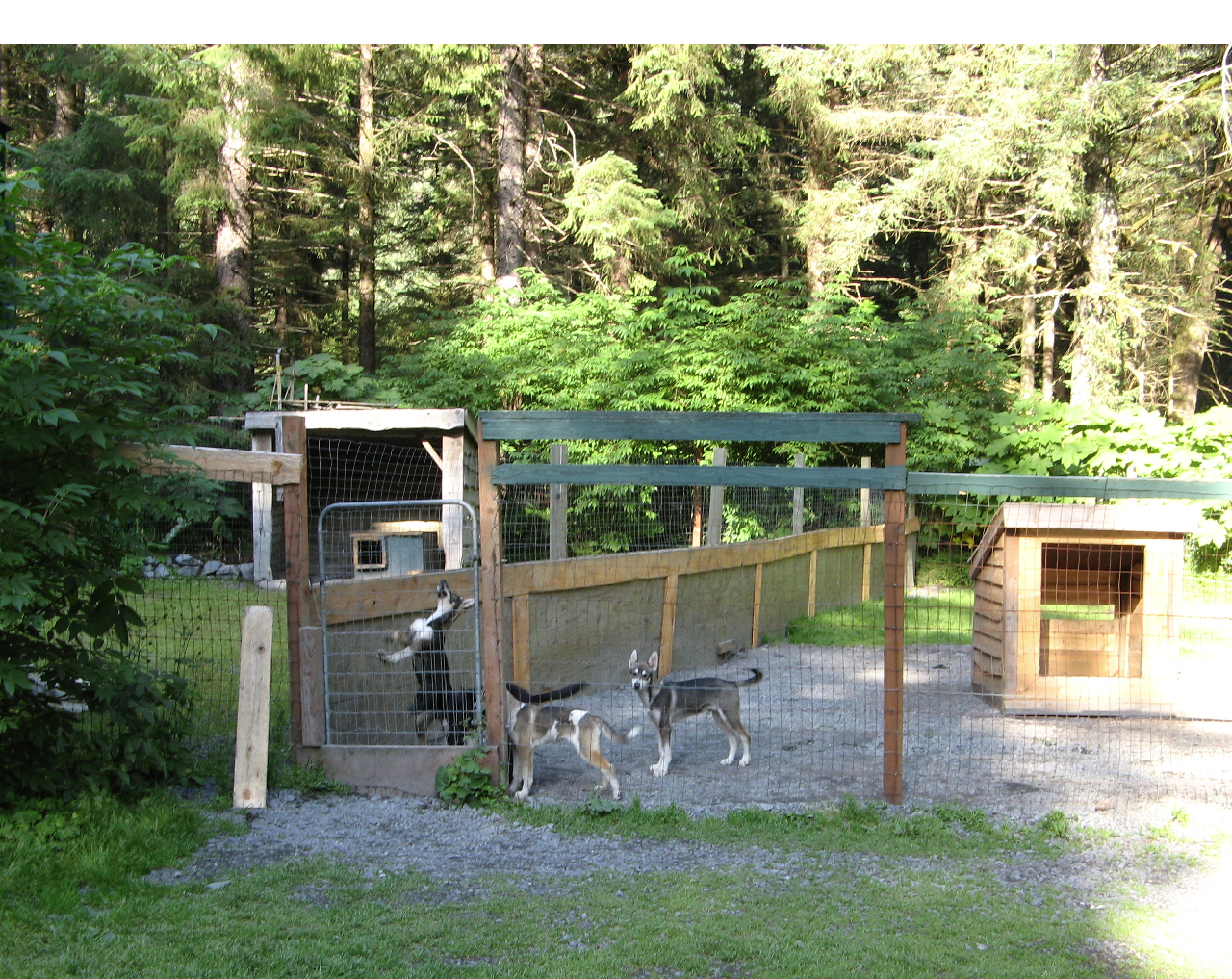 sled names alaskan sled dogs names images sled names alaskan sled dogs names images