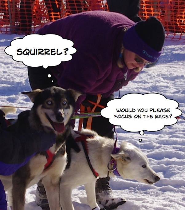 2011 Iditarod photos - Funny sled dog photo