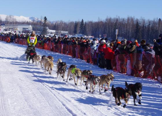 2011 Iditarod sled dogs and musher, Willow, Alaska, March 6, 2011