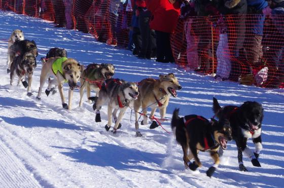 2011 Iditarod sled dogs (Team #4), Willow, Alaska, March 6, 2011