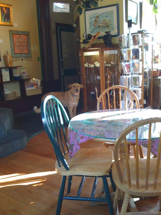 A dog in a coffee shop in Seward, Alaska