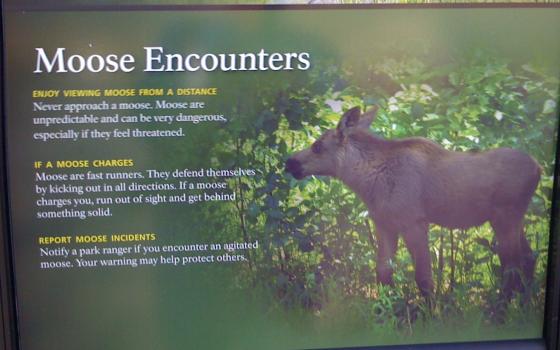 Alaska moose safety (Exit Glacier, Seward, Alaska)