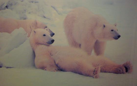 Alaska polar bears facing extinction