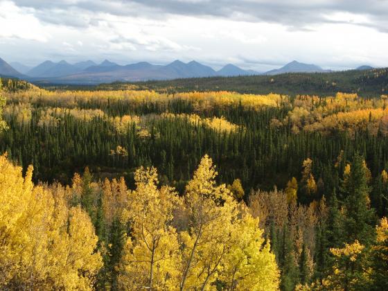 Denali National Park in September