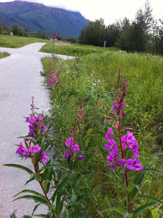 The Alaska fireweed is growing