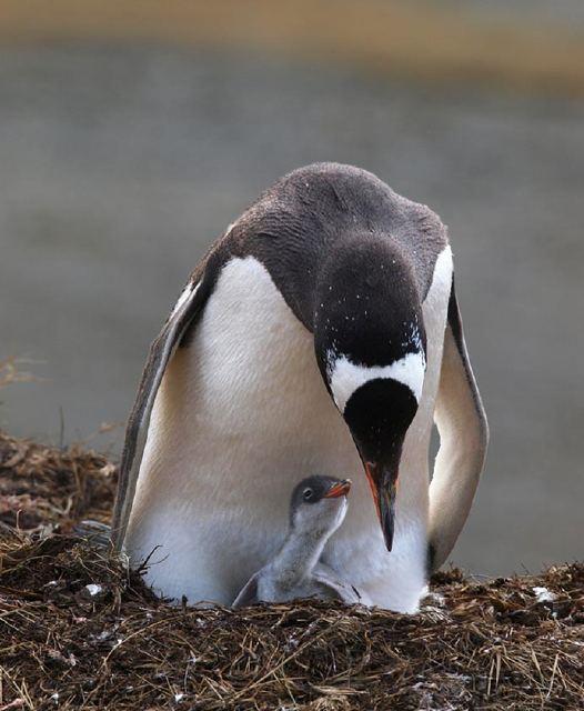 A Gentoo penguin and chick