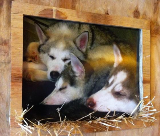 A photo of sled dog puppies at Vagabond Blues, Palmer, Alaska