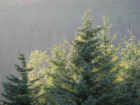 Seward, Alaska - Sun behind trees
