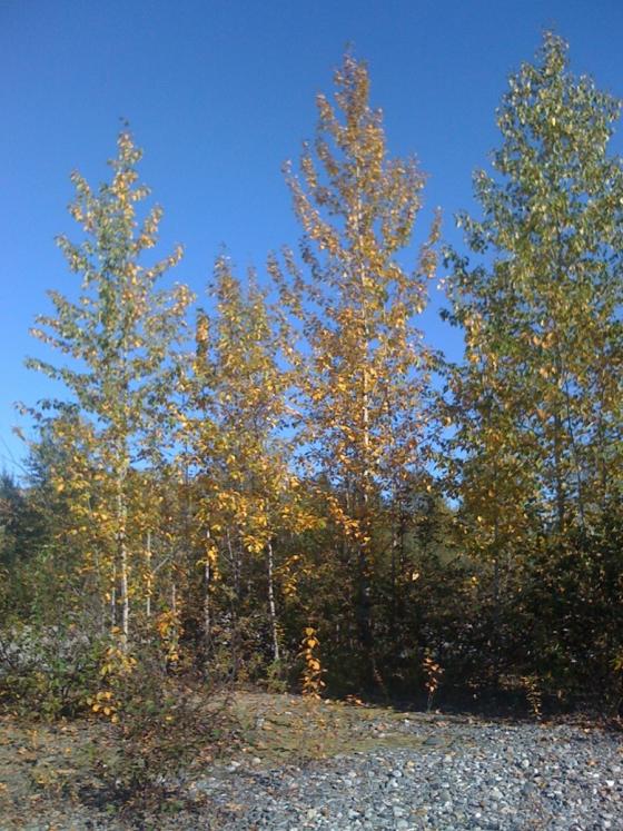 Talkeetna, Alaska - Trees in the Fall (September)