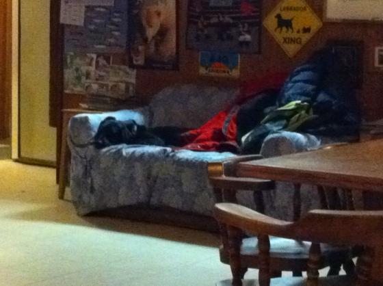 Talkeetna - Dog on couch at Latitude 62