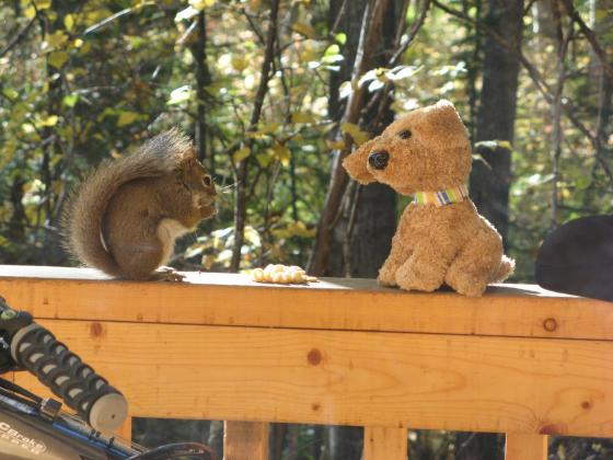 Talkeetna - A cabin, a man, a squirrel, and a stuffed animal