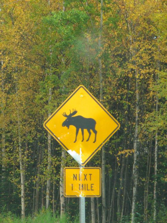 Moose crossing sign