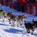 2011 Iditarod Race - Sled dogs, Team 4