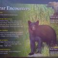 Alaska bear safety (Exit Glacier, Seward, Alaska)