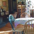 A dog in a coffee shop in Seward, Alaska