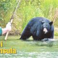 Fishing in Alaska with a black bear