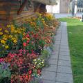 Flowers at the Anchorage Visitor's Center (Anchorage, Alaska)