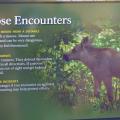 Alaska moose safety (Exit Glacier, Seward, Alaska)