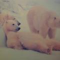 Alaska polar bears facing extinction