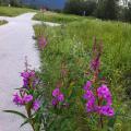 The Alaska fireweed is growing