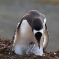 A Gentoo penguin and chick