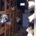 Sled dogs in a truck, from the Iditarod race, 2011