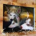 A photo of sled dog puppies at Vagabond Blues, Palmer, Alaska