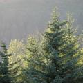 Seward, Alaska - Sun behind trees