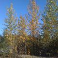 Talkeetna, Alaska - Trees in the Fall (September)
