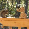Talkeetna - A cabin, a man, a squirrel, and a stuffed animal