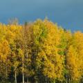 Trees in the fall