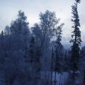 Wasilla snow, October 29, 2010 (ice on trees)