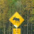 Moose crossing sign