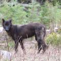 A friendly wolf in Canada