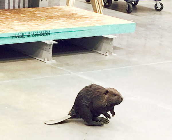 A beaver walks into a hardware store in Fairbanks, Alaska, and heads to the plum.