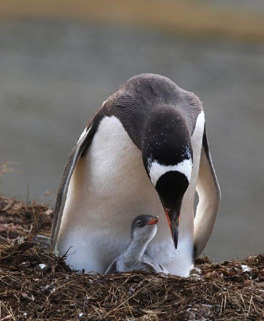 A Gentoo penguin and chick.