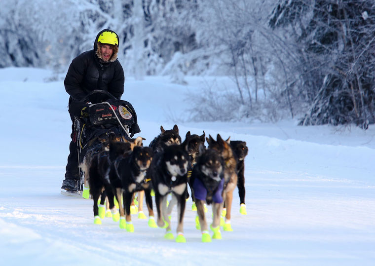 Sled dogs running in the 2015 Yukon Quest.