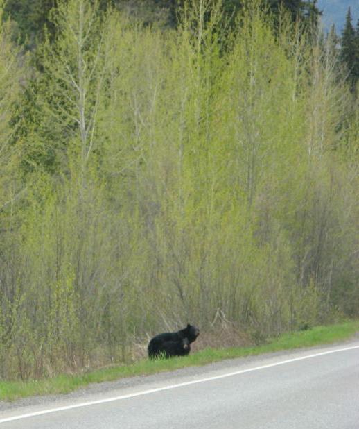 Two bears 45 minutes later