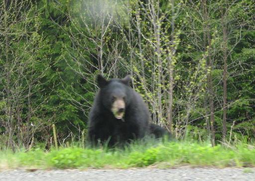 The angry bear