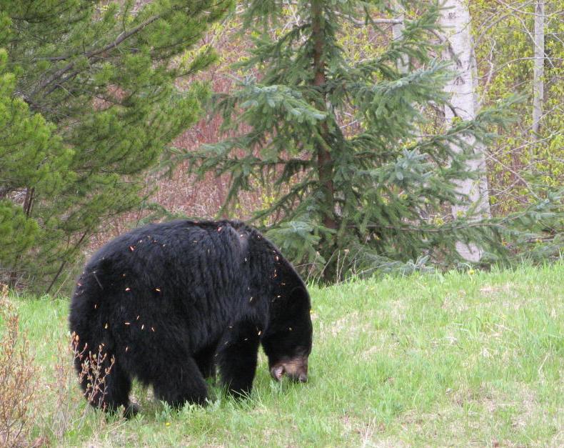 Bear with a big mouth