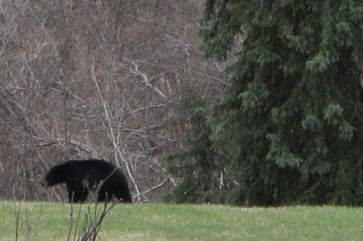 My first black bear!
