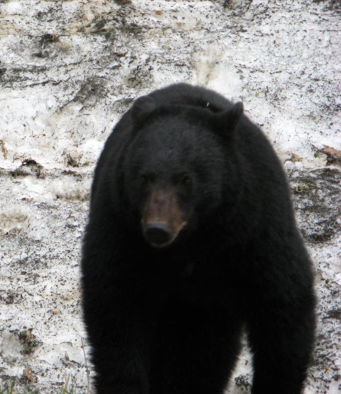 One of many bears along the way