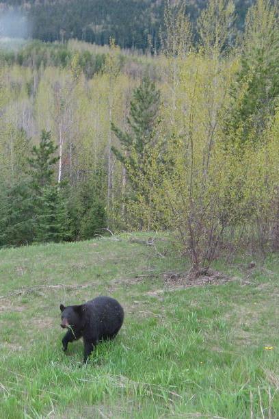 A bear low on the side of the road