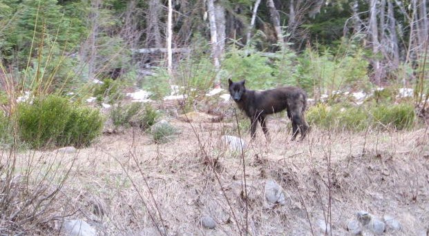 One of the wolves