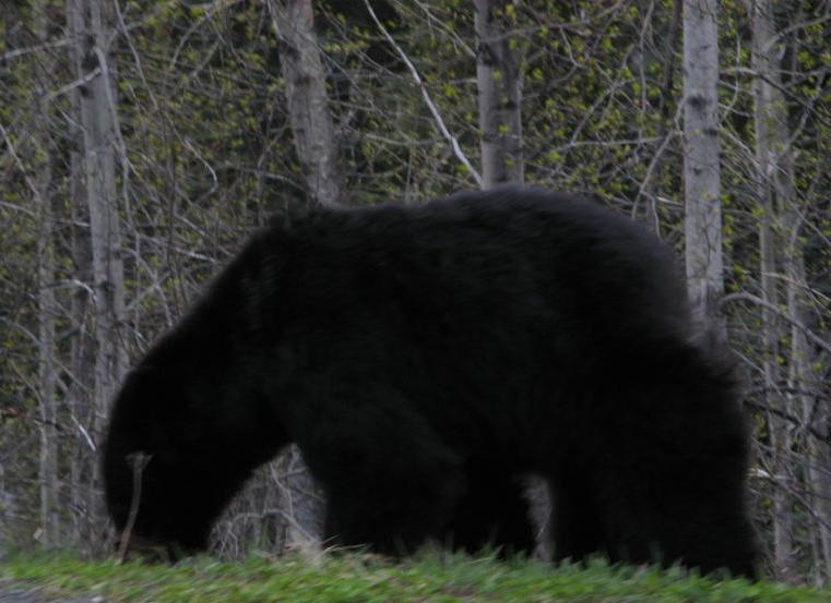 A big furry bear