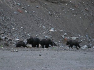 momma-bear-and-cubs-eating Momma bear and cubs eating something