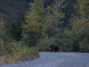 momma-bear-and-cubs-walking Momma bear and cubs walking back to town